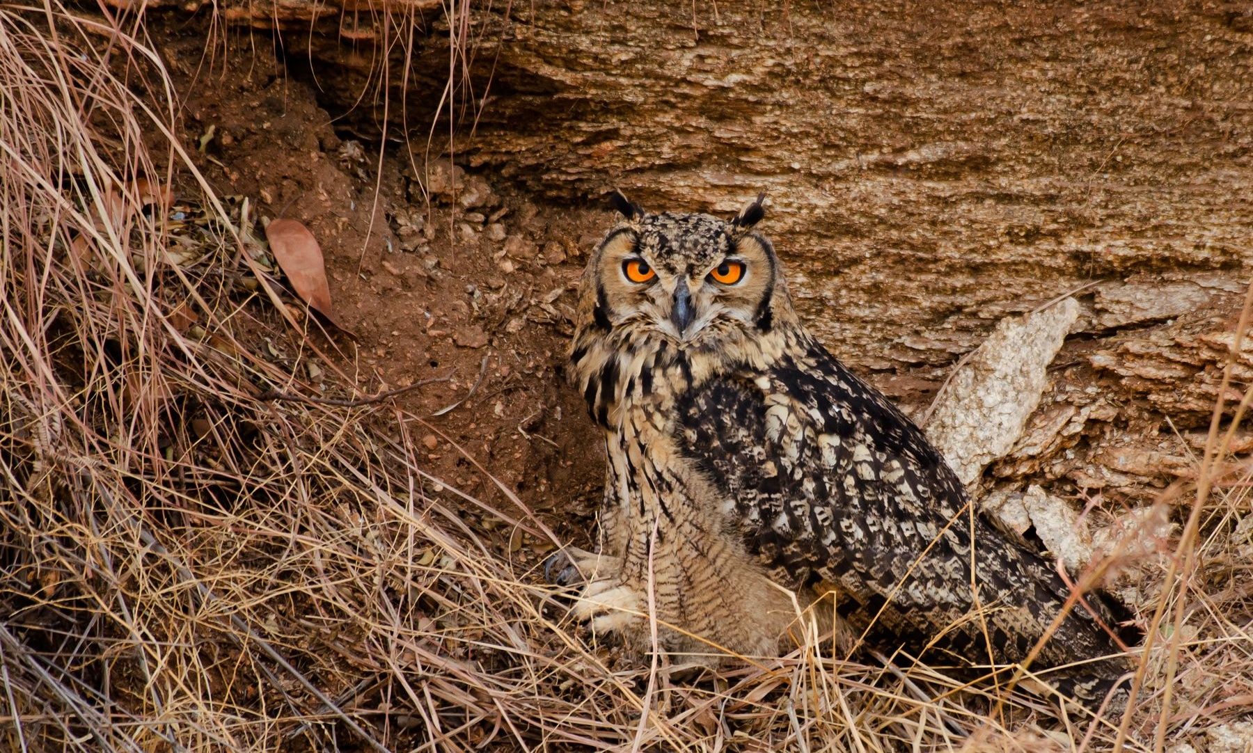 Indian Eagle-owl, a Rock Eagle-owl in its habitat.
