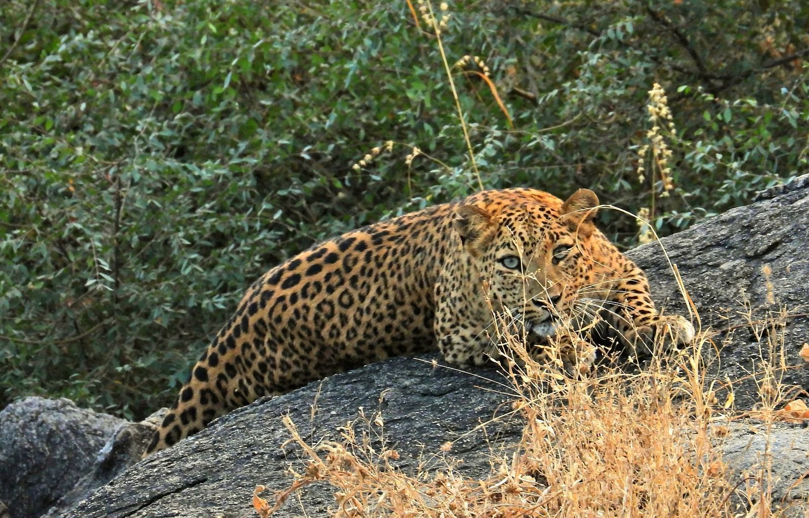 Leopard lying down on a rock, facing camera in the day light