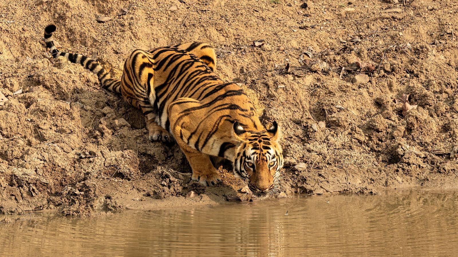 A Bengal water drinking water from a pond at Trees N Tigers, Tadoba.