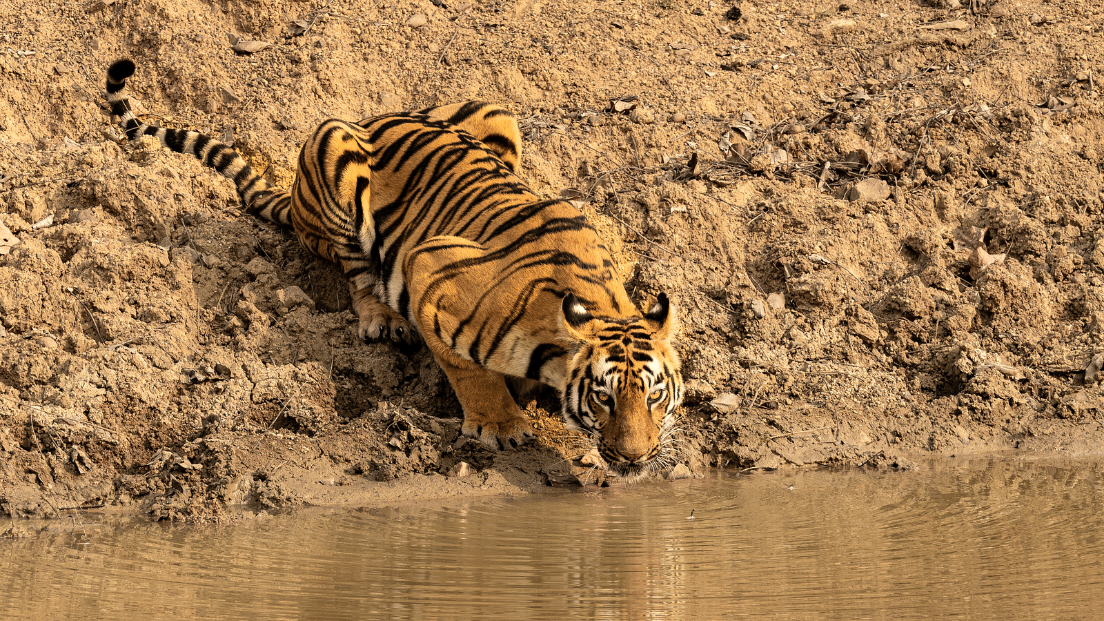 A Bengal water drinking water from a pond at Trees N Tigers, Tadoba.