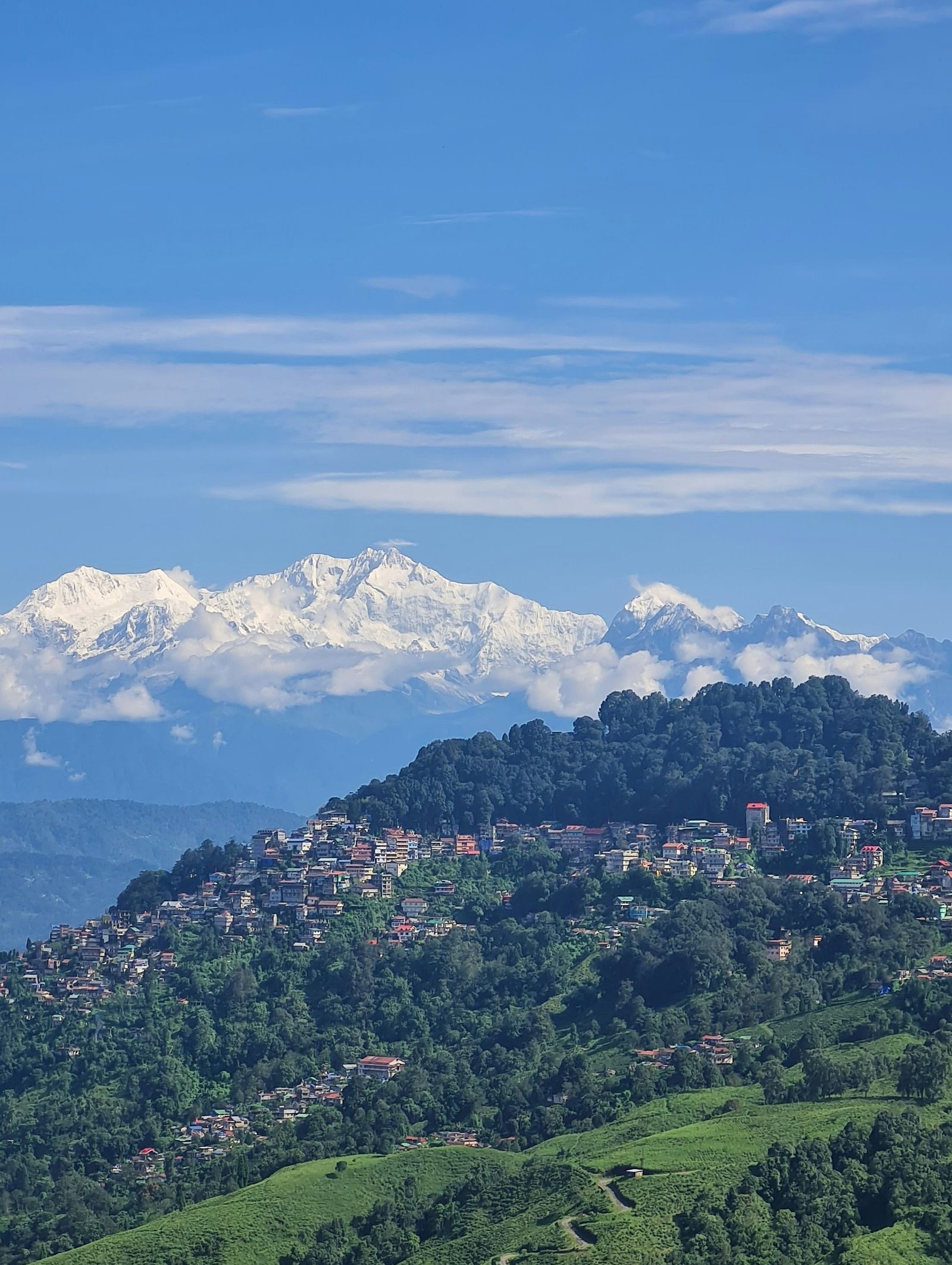 an image of green mountains covered by trees and plants with background of Kangchenjunga hills