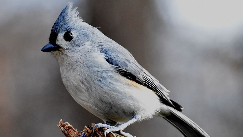 white-and-blue-bird