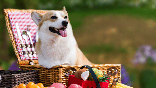 Fluffy dog with head popping out of a basket 