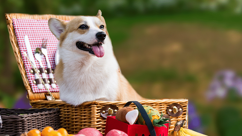 Fluffy dog with head popping out of a basket 