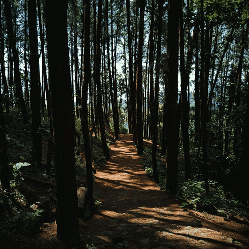 A sunlit trail winds through a dense forest of tall trees, with sunrays casting light on the ground.