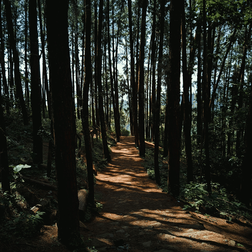 Sunlit forest trail winding through tall pine trees, creating a peaceful and shadowy woodland atmosphere