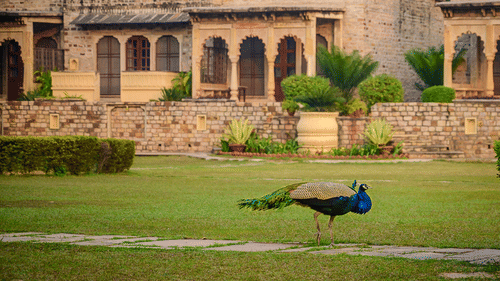 A peacock standing on a lush green lawn with a background of an old stone building with multiple arched doorways and a garden with some plants and trees - Deo Bagh - 17th Century, Gwalior
