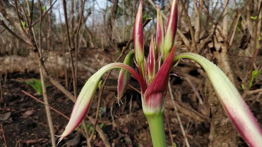 Blossomed Lily Crinum Latifolium topped with dew drops