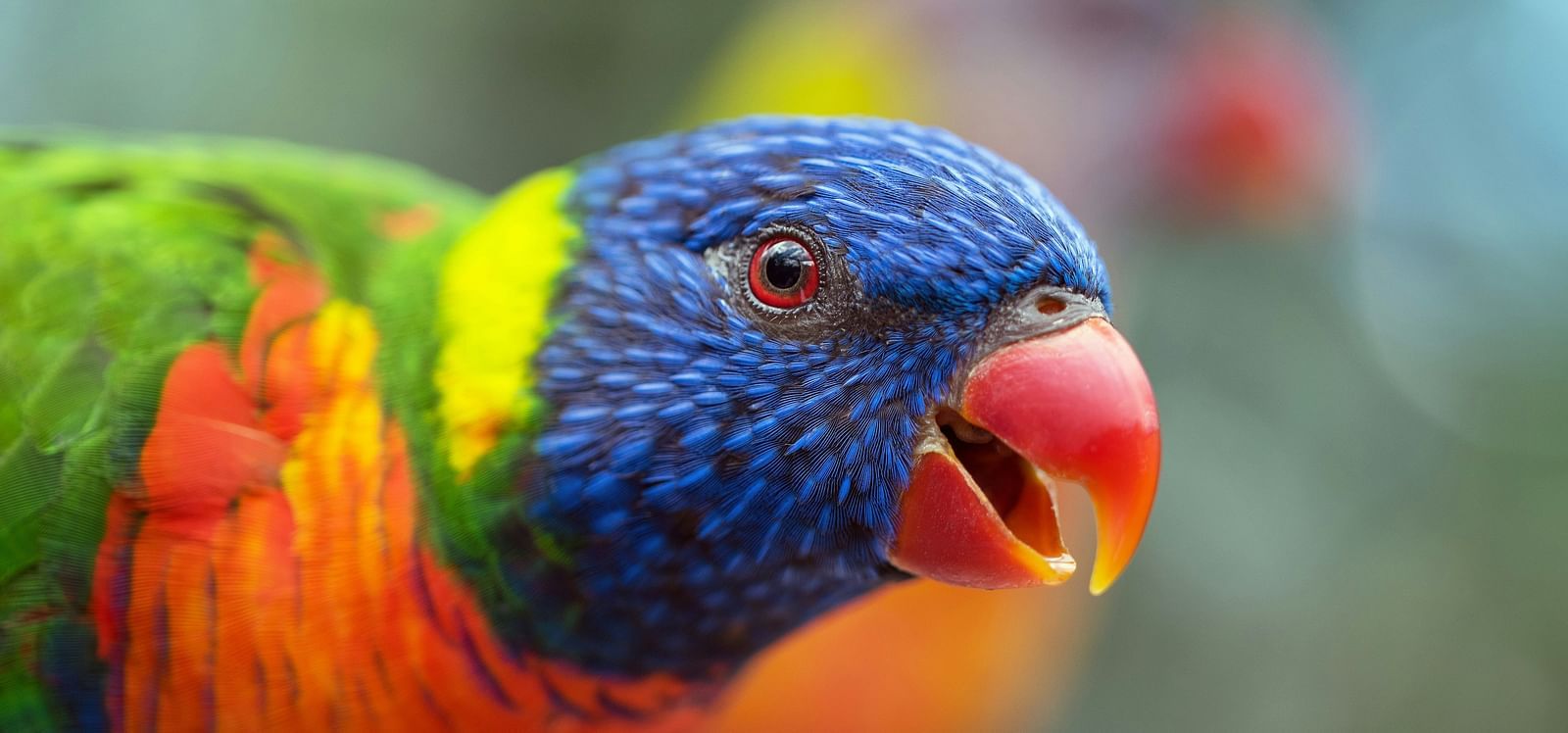 david-clode-viaVyC8dL4A-unsplash