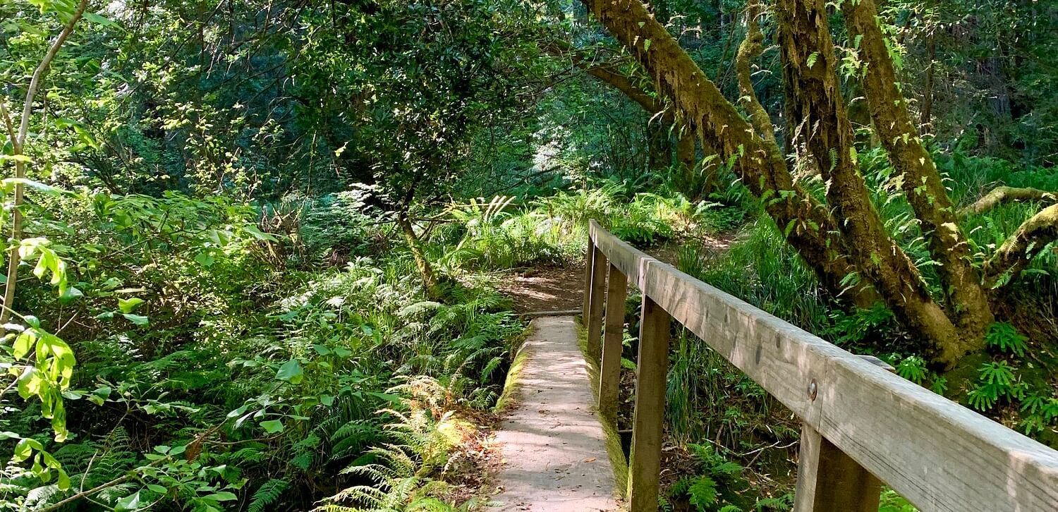 A moss-covered bridge spans a small stream in a lush, sun-dappled forest.