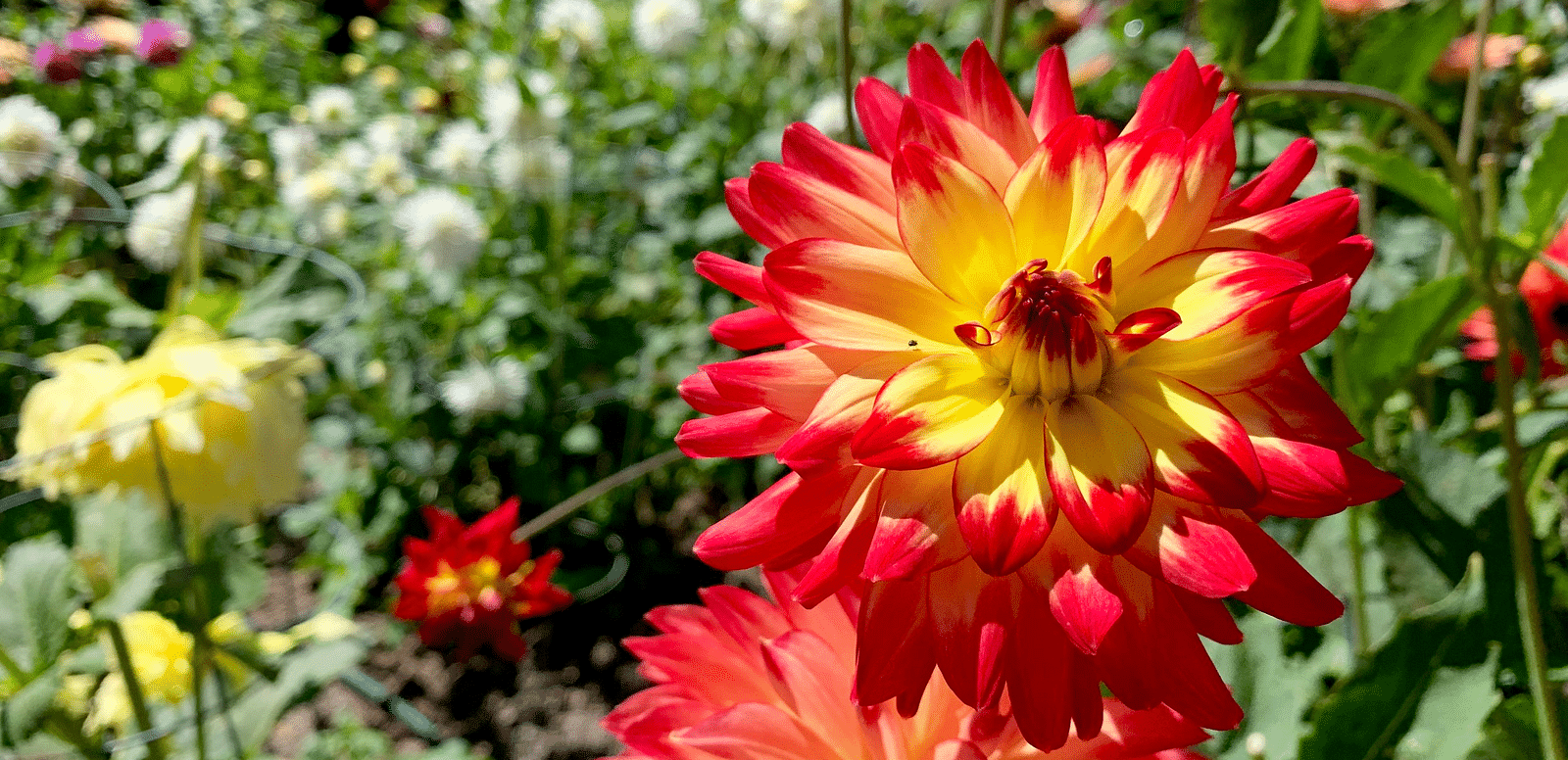 Close-up of red and yellow dahlia flowers surrounded by a colorful floral garden
