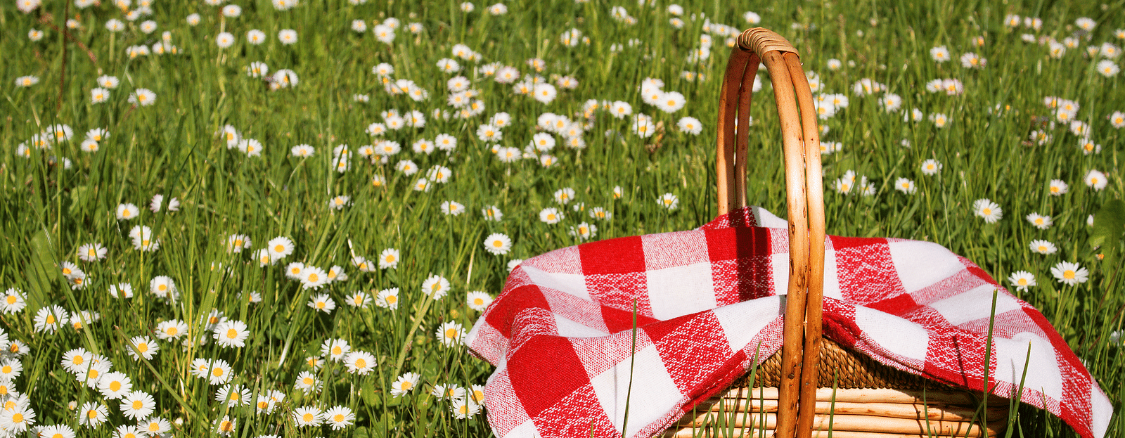 Picnic basket on a field of daisies under the sun.