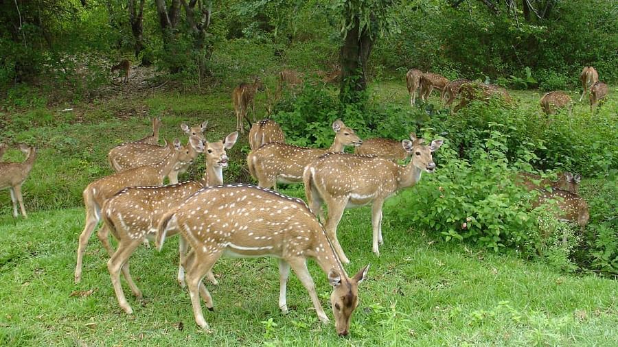 1 Sariska National Park