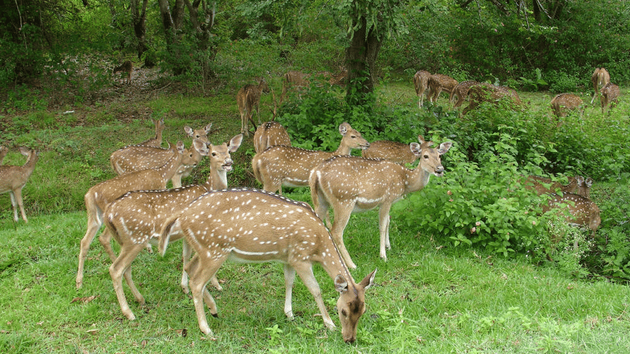 A herd of spotted chital deer grazes peacefully in a lush, green woodland opening surrounded by dense trees.