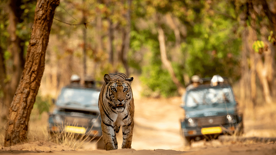 Dudhwa Tiger Reserve