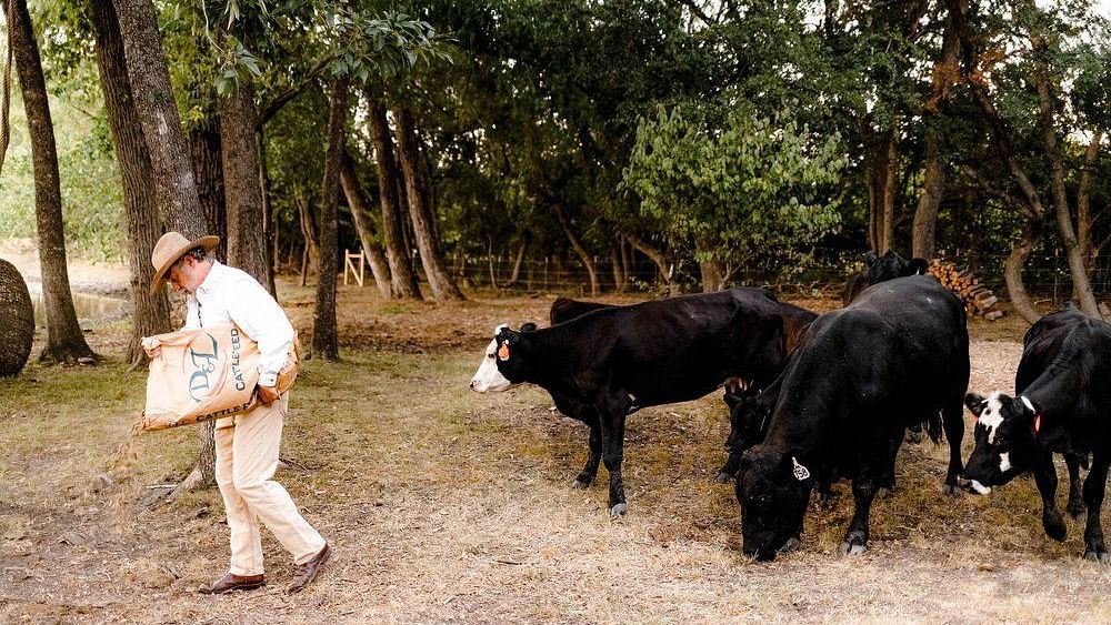 A farmer walking alongside cattle in a grassy area, surrounded by nature, showcasing rural life.