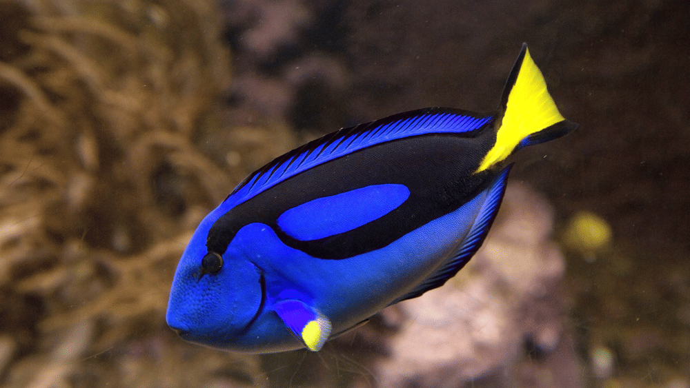 A vibrant Blue Tang fish with a flat body, dark palette-like markings, and a brightly coloured tail fin.