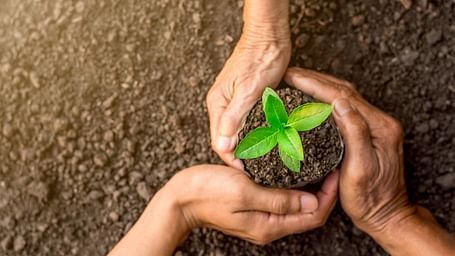 A picture of three hands holding a small sapling in the soil.