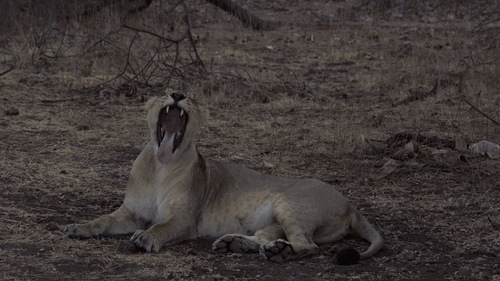 image of a yawning lion