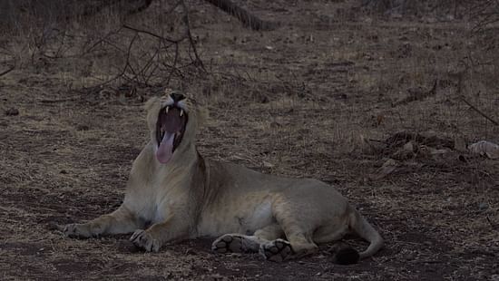 image of a yawning lion