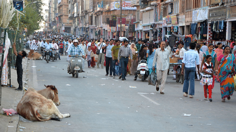 A bustling scene at Nai Sarak Shopping Centre, with people roaming around the shops and a cow peacefully sitting by the side of the road.