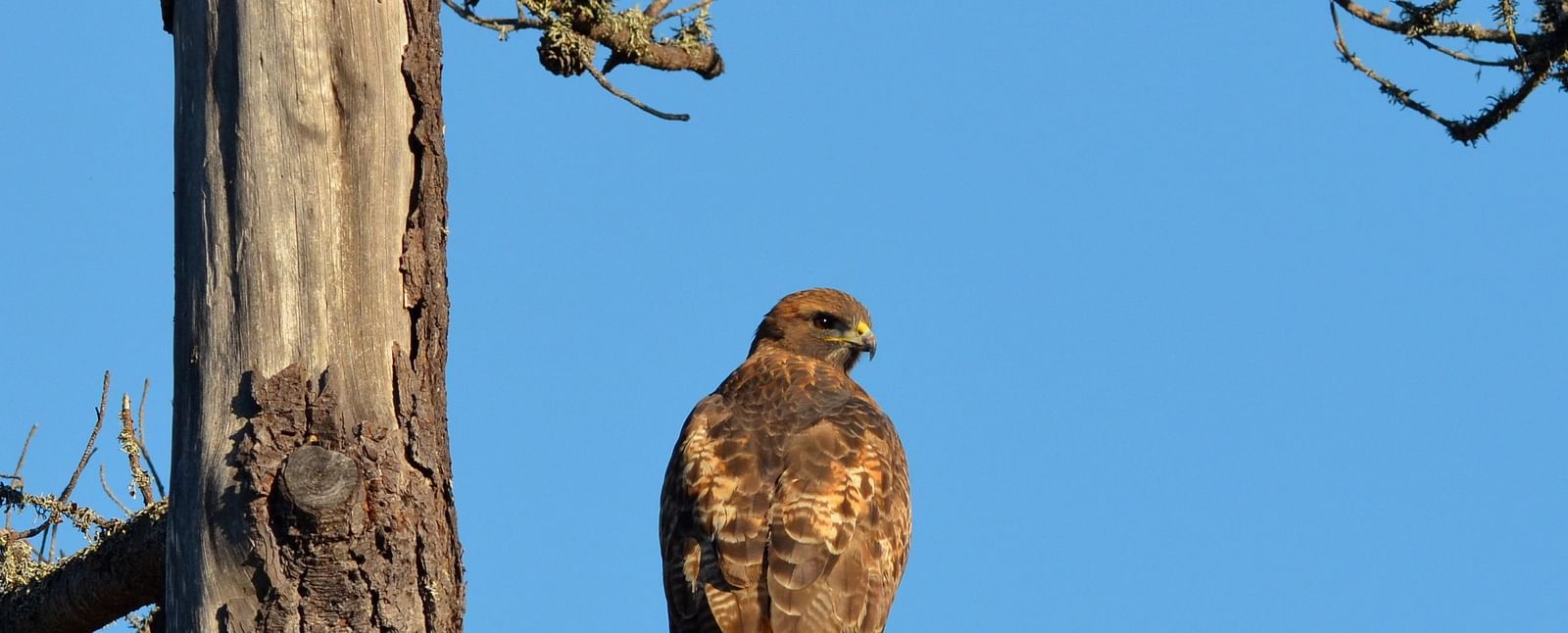 A hawk with spotted feathers rests on a branch, against the backdrop of a clear blue sky - Brewery Gulch Inn & Spa