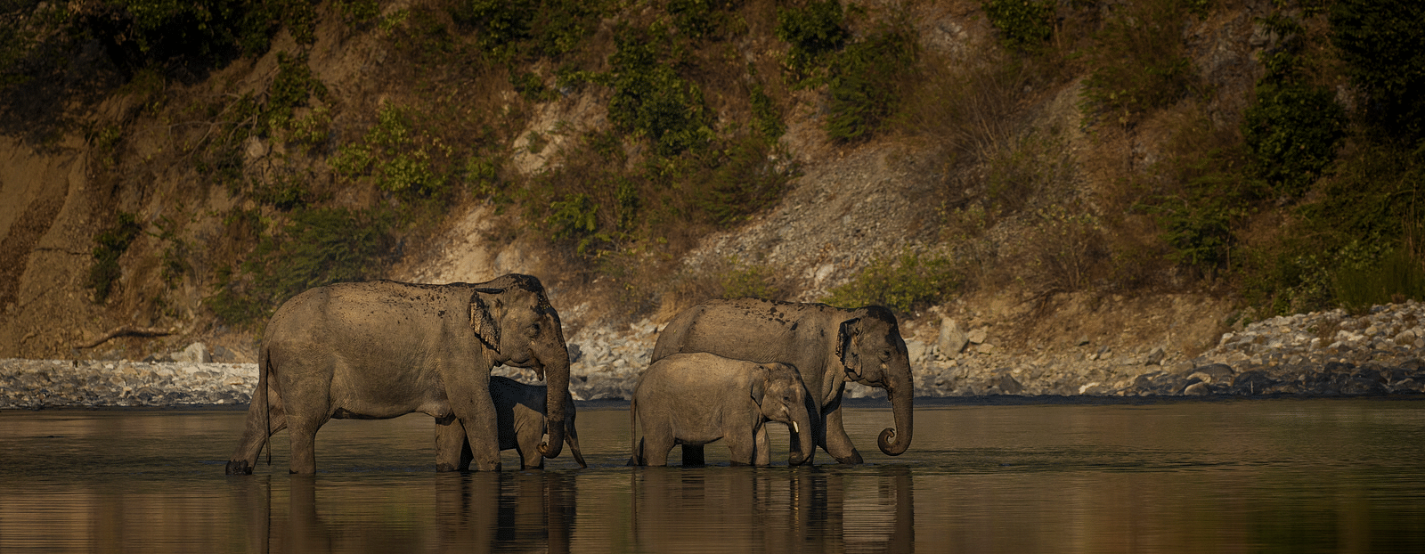 A image with two big elephants along with two small ones crossing a water still, with the forest in the background.