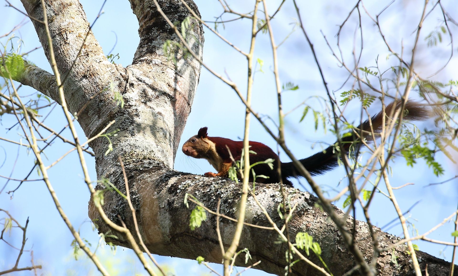 Malabar giant squirrel on a tree branch.