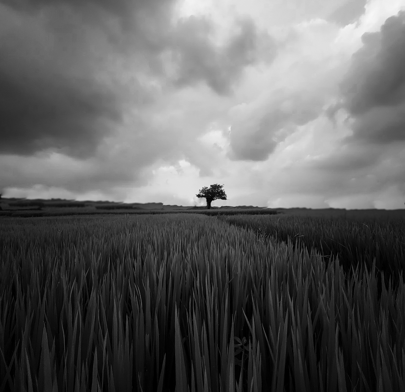 A black and white view of a solitary tree in the distance with long grass in the foreground in Krishnagiri.