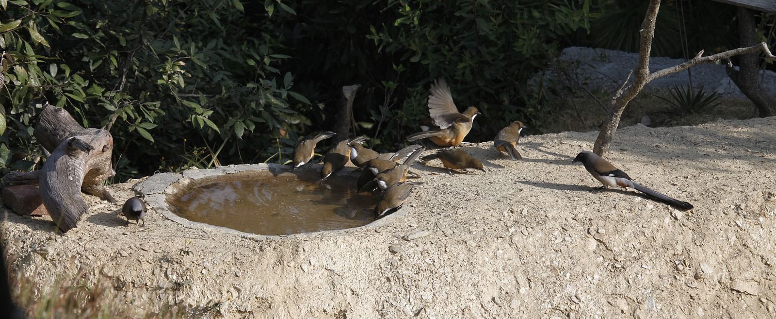 A bird pond nestled amidst lush foliage - BluSalzz Escapade - Anant Rasa Resort