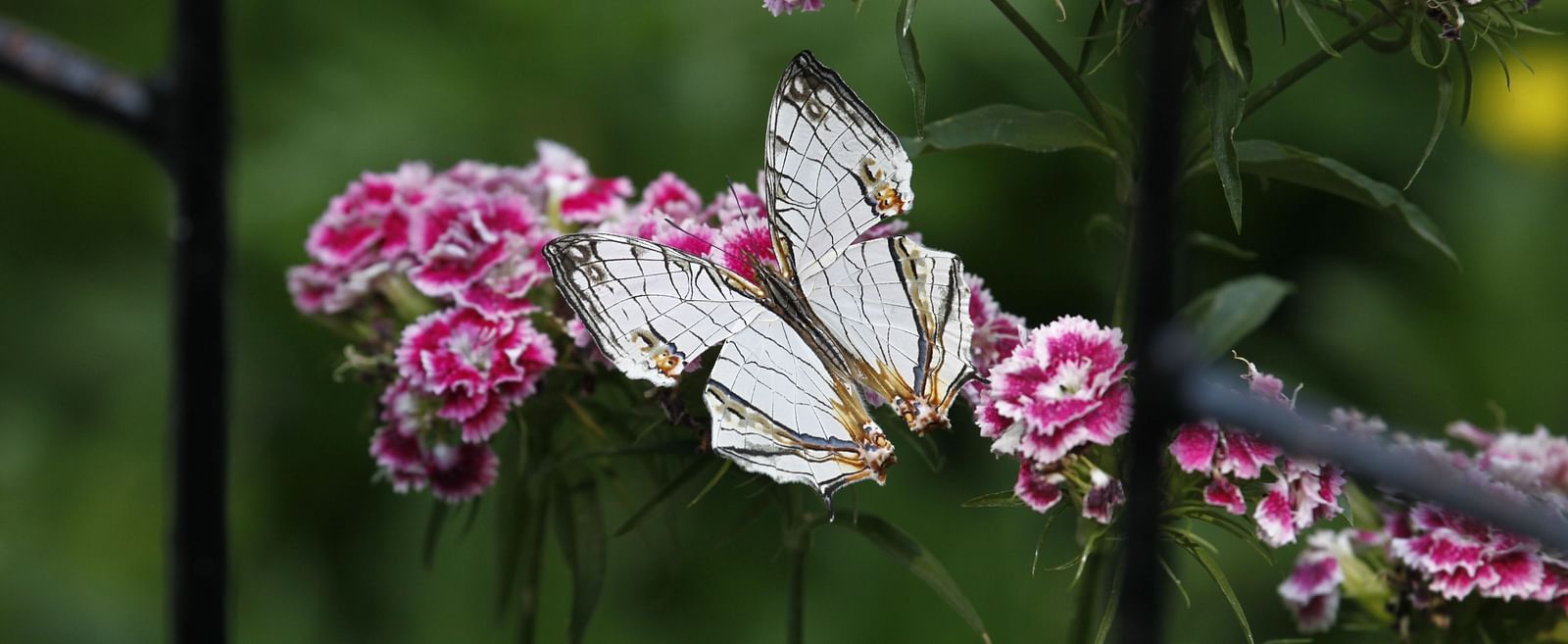 A butterfly perched on vibrant pink flowers - BluSalzz Escapade - Anant Rasa Resort