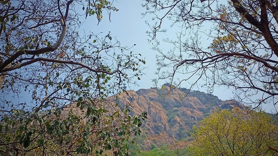 A far out view of Trikut Parvat in Jharkhand with trees' branches in the foreground.