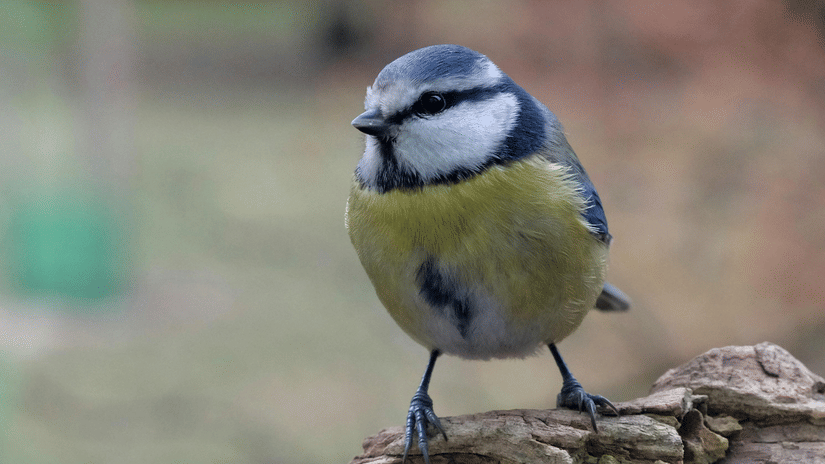 pexels-szafran-35425242