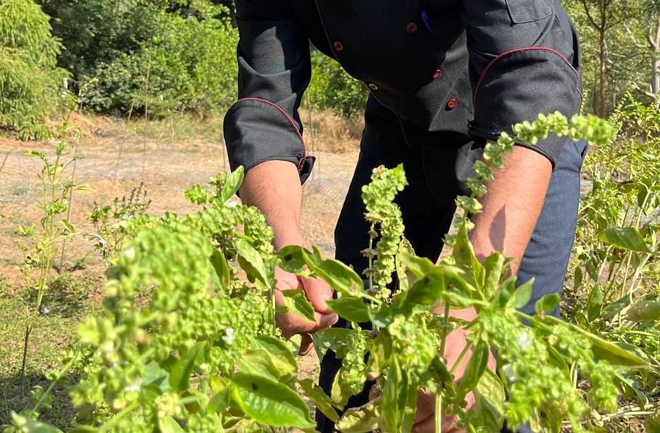A person wearing a chef hat is plucking leaves from a plant - Khas Bagh, Jaipur