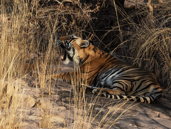 Wildlife Safari at Sariska Tiger Reserve-Surya Bagh Ajabgarh-Sariska
