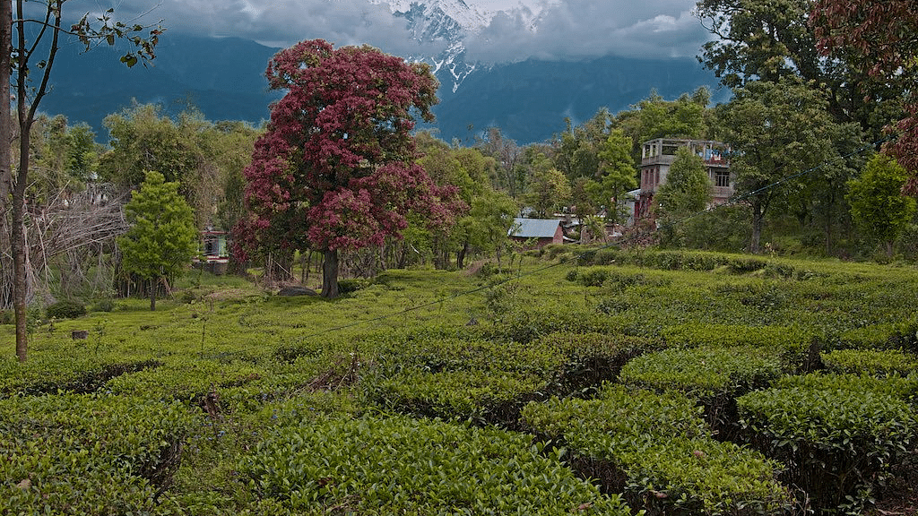 A tea plantation, sights, scenic nature, and culture Himachal Pradesh India
