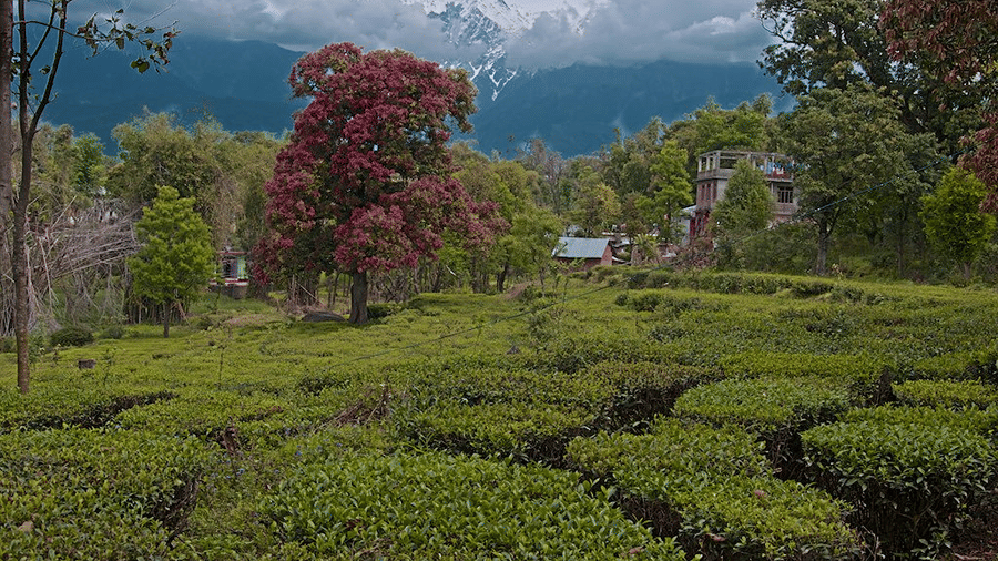 Travel in Palampur – Nature, Culture & Luxury Villas at Lamrin