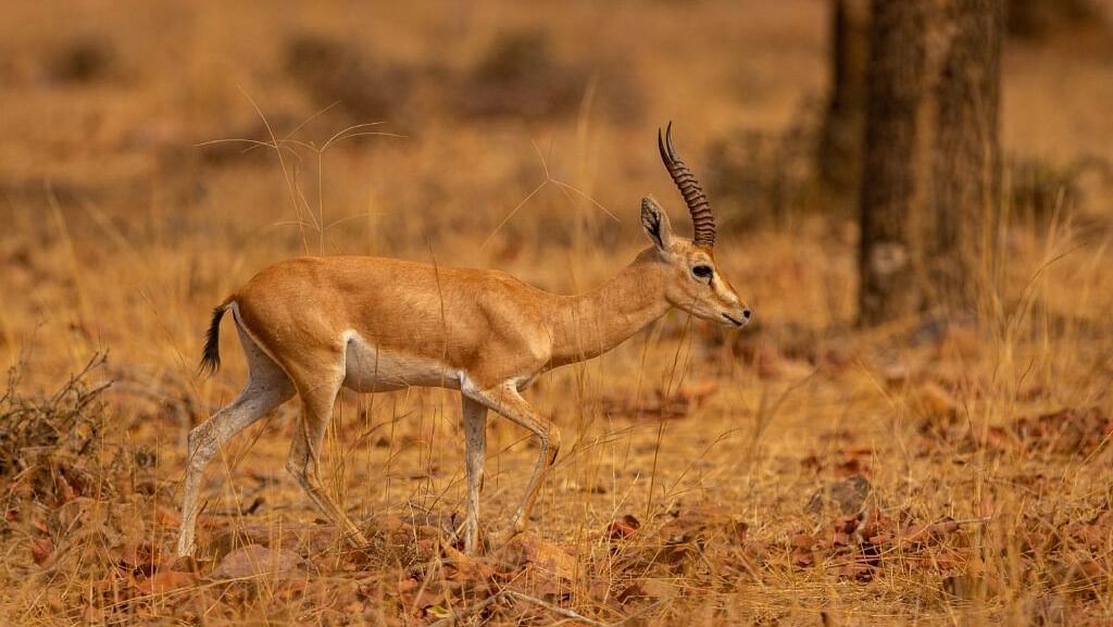 An image of the indian male gazell in its natural habitat