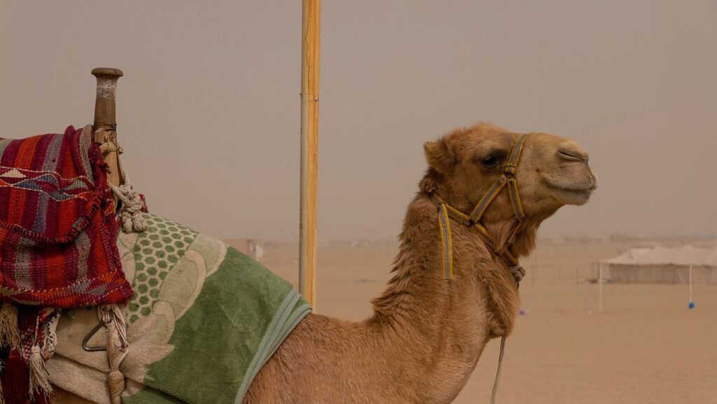 A close up shot of a camel in the desert
