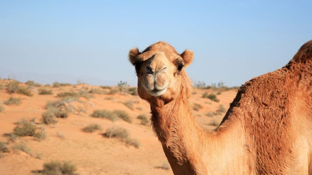A close up shot of a camel in the desert