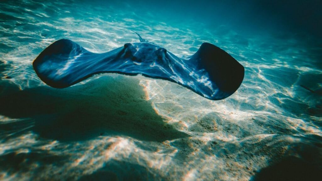 Sting Ray swimming under water.