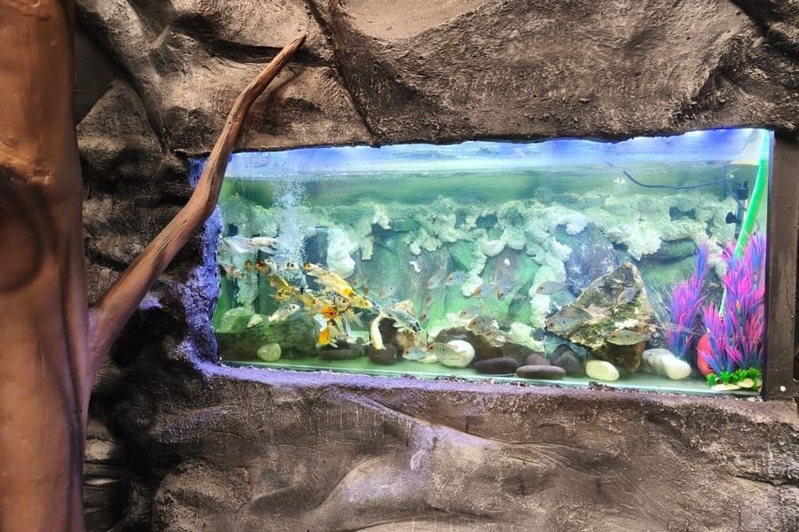 Aquarium window with small fish swimming among rocks at Bird Park - EsselWorld.