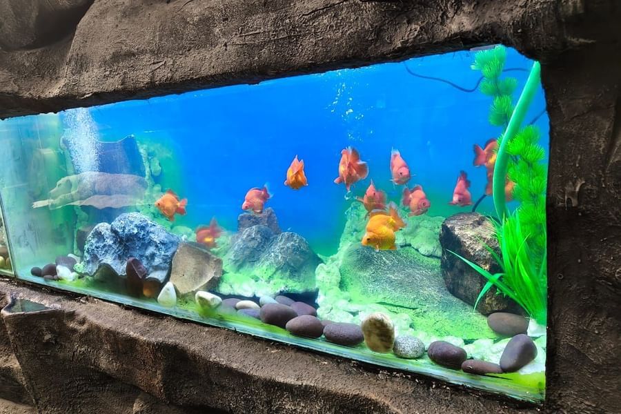 Fish swimming in a decorated tank with rocks and plants at Bird Park - EsselWorld.
