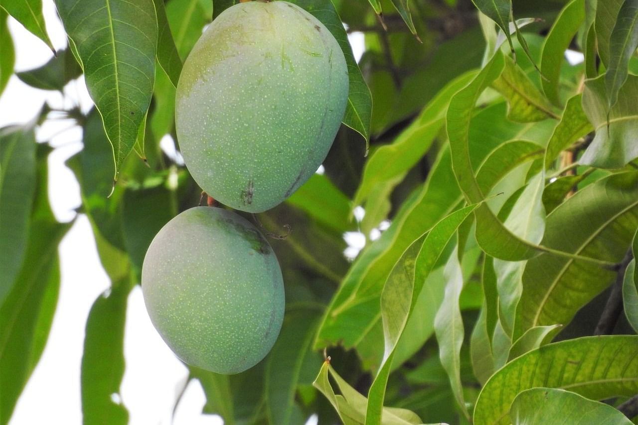 mango-2562592 1280