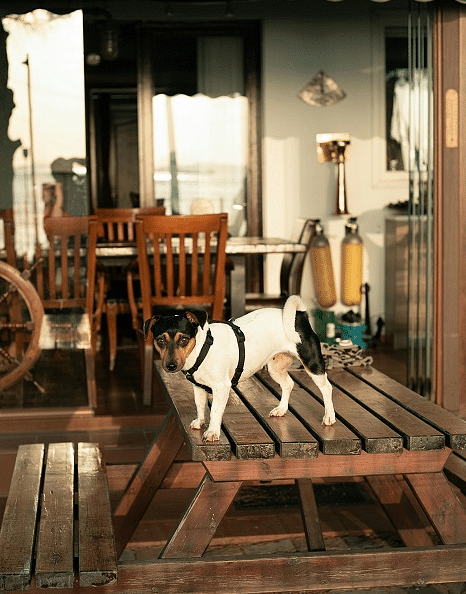 a small dog with its leash intact standing on the table of the wooden bench of a room - Historic Tapoco Lodge
