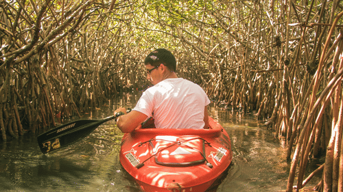 A person kayaking inside a mangrove forest with trees above him