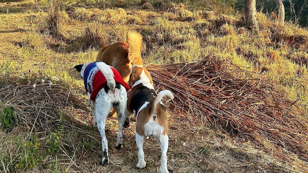 A dog hiking along the mountain at the Sylvan Retreat, Dehradun.