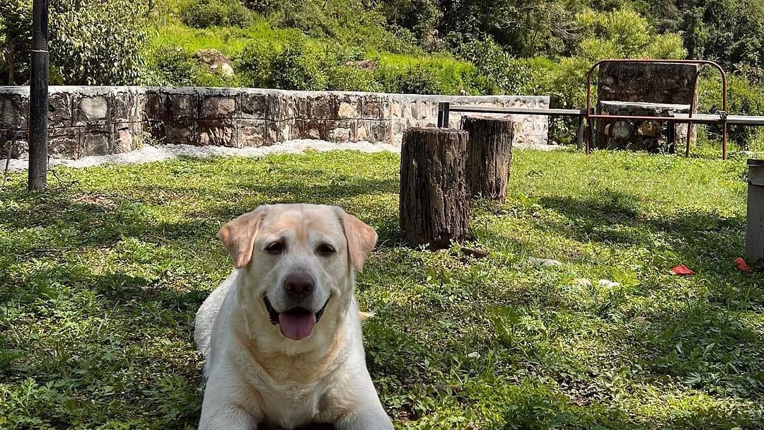 A dog laying on a grass at the Sylvan Retreat, Dehradun.