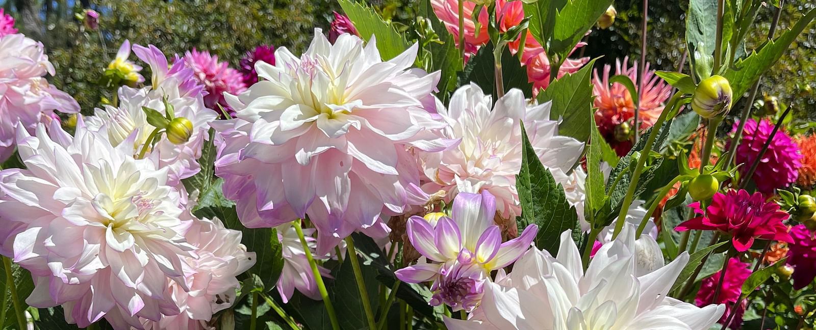 Close-up of blooming dahlias in a garden setting with multiple flowers in full bloom under a clear sky.