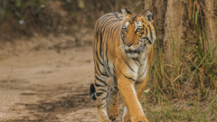 Bengal Tiger at Corbett National Park near Infinity Resorts Corbett